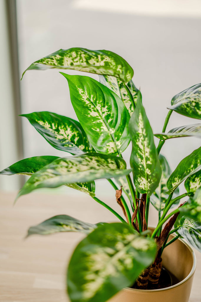 Kunstig plante Dieffenbachia 40 cm