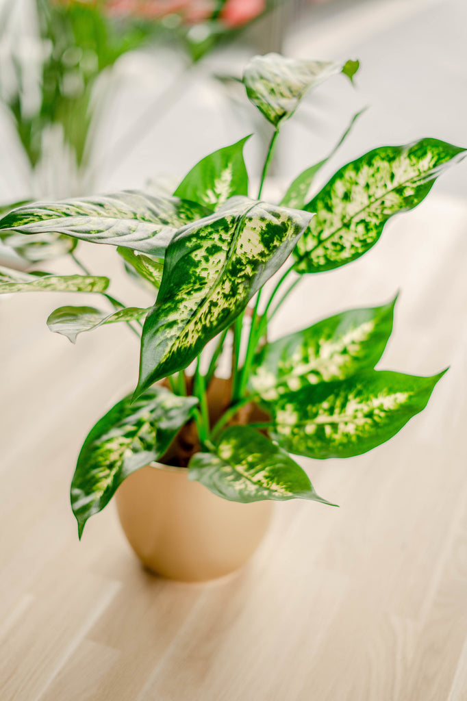 Kunstig plante Dieffenbachia 40 cm