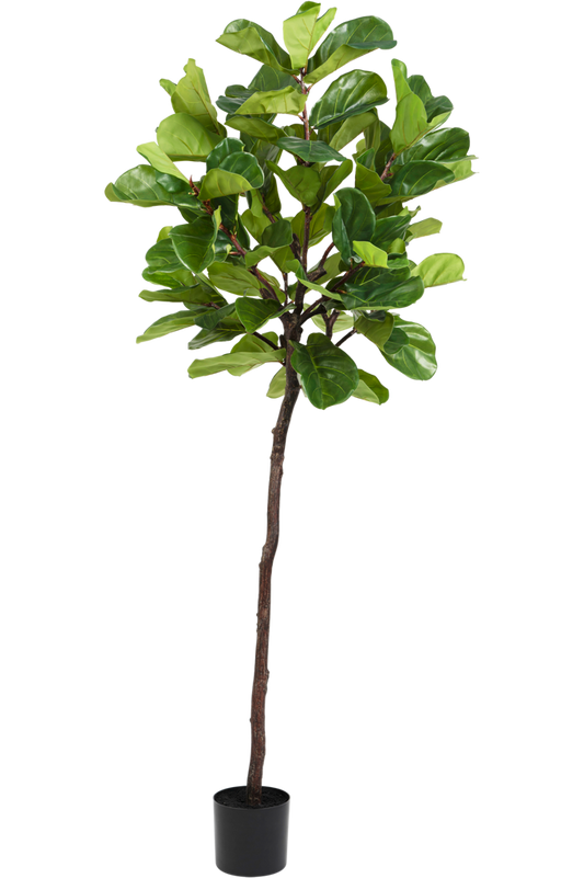 Kunstig Ficus Tobaksplante 210 cm