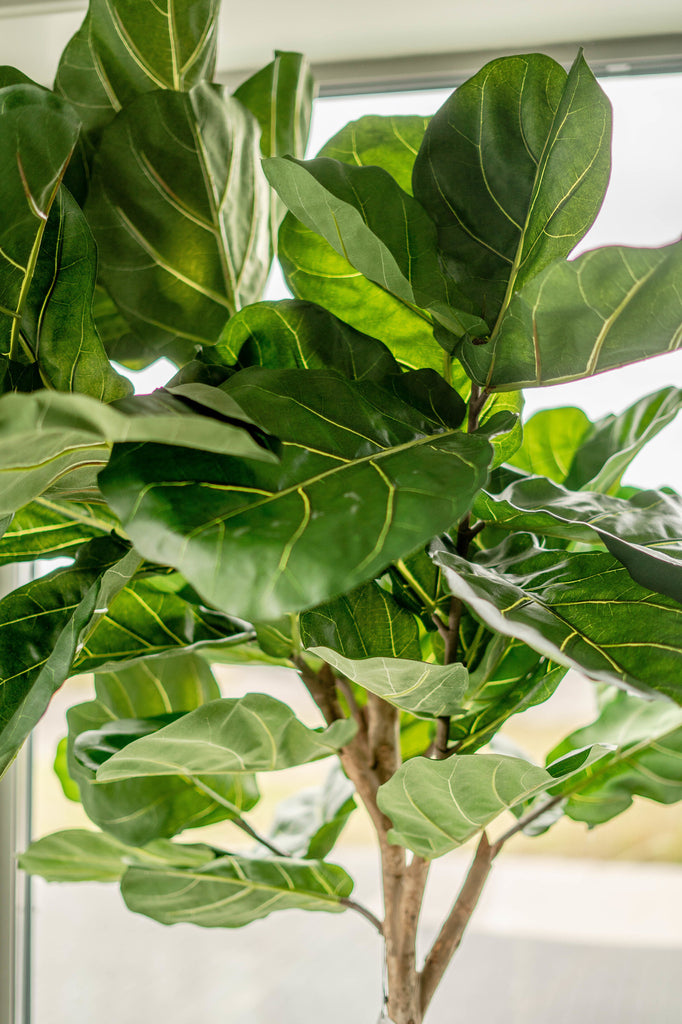 Kunstig Fiddle Leaf-plante 225 cm