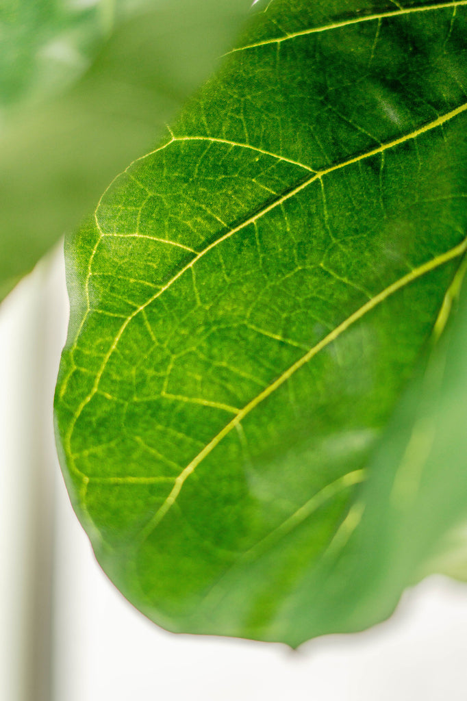 Kunstig Fiddle Leaf-plante 225 cm