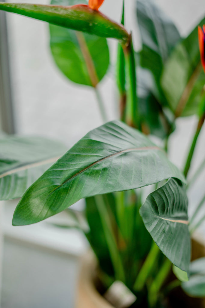 Kunstig plante Strelitzia 115 cm